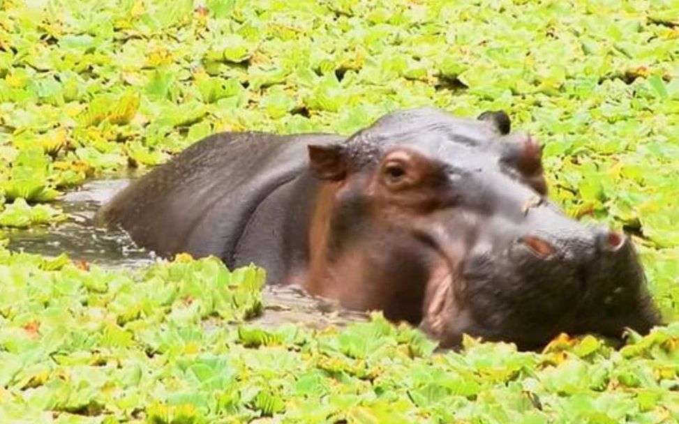 Pablo Escobar's hippos keep multiplying and Colombia...