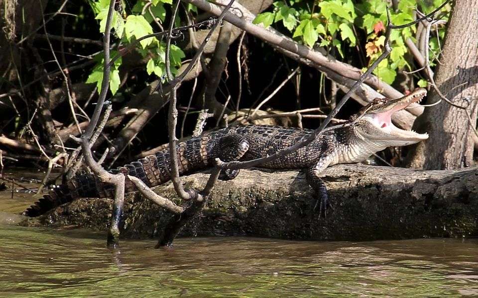 Two Florida Men Charged With Trying To Get An Alligator...